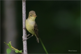 <p>SEDMIHLÁSEK HAJNÍ (Hippolais icterina) - jižní Morava ---- /Icterine warbler - Gelbspötter/</p>